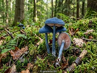 Stahlblauer R&ouml;tling